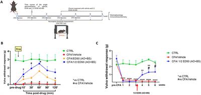 Combining Acmella oleracea and Boswellia serrata extracts: a novel pharmacological approach in inflammatory vestibulodynia